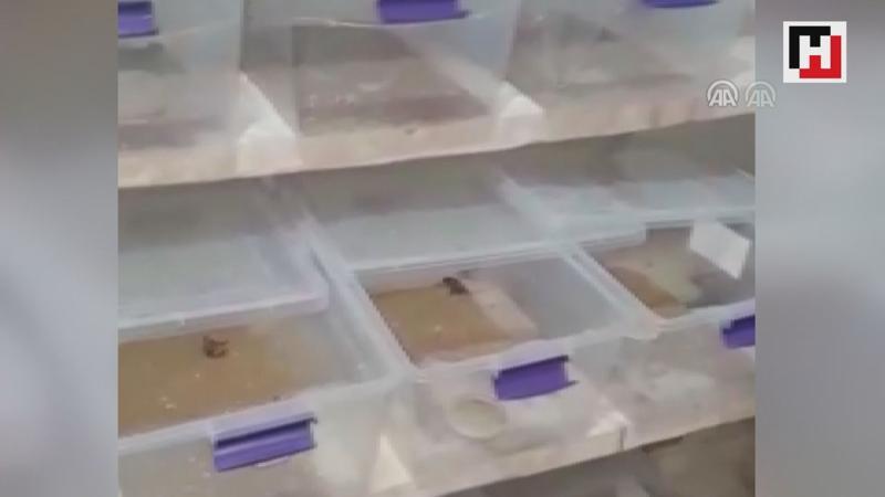Evinde 217 akrep ele geçirilen kişiye 60 bin lira ceza verildi