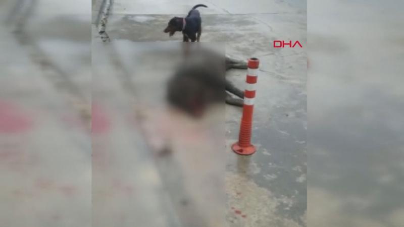 Acil servis bahçesinde panik; duvardan düşen domuz öldü