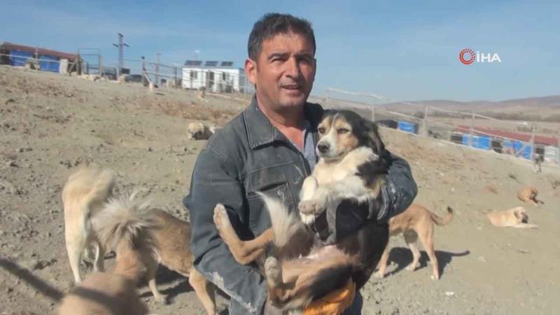 Her gün 250 köpeğin bakımını üstleniyor