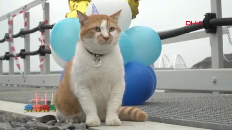 Kerç Boğazı Köprüsü'nün maskotu kedi için doğum günü partisi düzenlendi