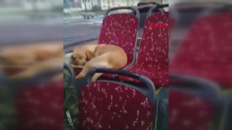 Şoförün otobüse aldığı köpek uyuyakaldı