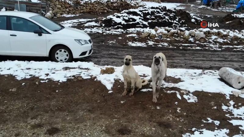 Sürüyü koruyan çoban köpeklerinin drone ile imtihanı