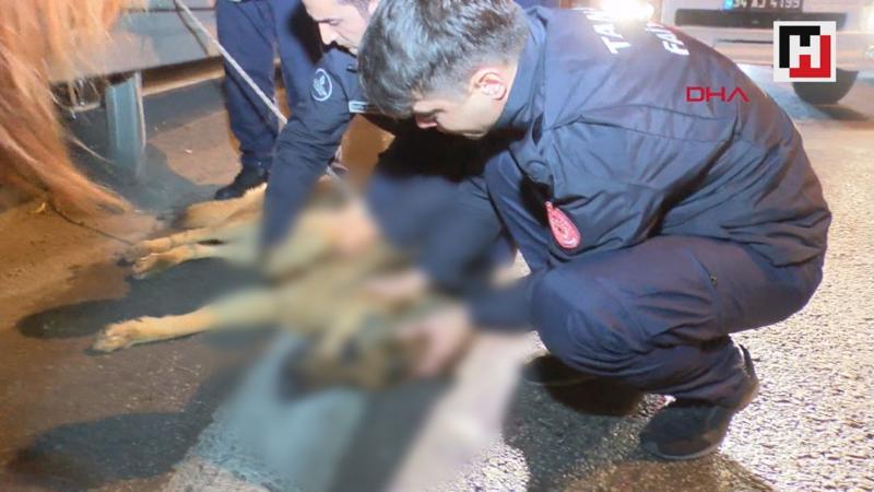 Maltepe D-100'de aracın çarptığı köpek kurtarılamadı
