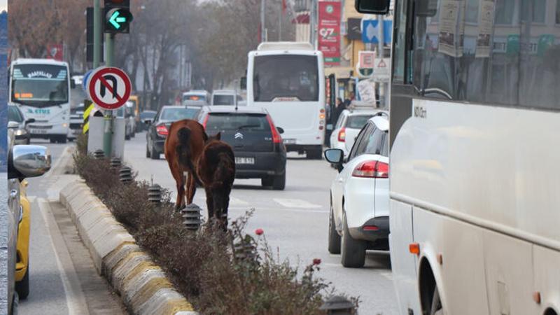Edirne'de başı boş atlar ilginç görüntü oluşturdu