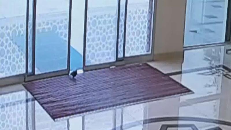 Yaralı güvercinin belediyeye sığındığı anlar kamerada