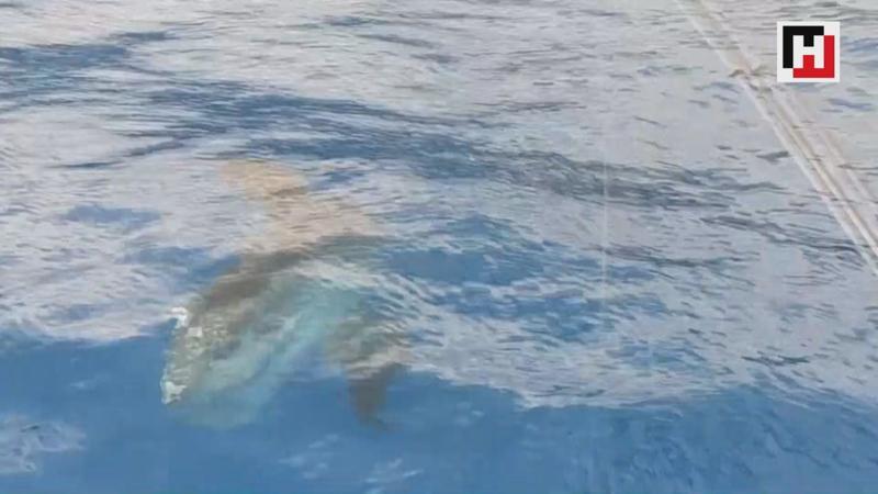 Antalya'da "ay balığı" görüntülendi