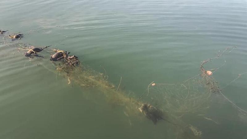 Sapanca Gölü'nde "hayalet ağ" nedeniyle ördek ve balıkların telef olmasına inceleme