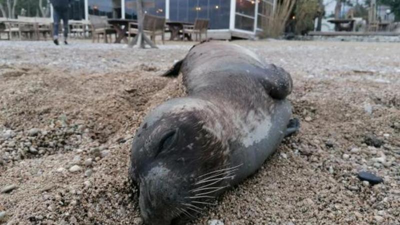 Kemer'de ölü Akdeniz foku kıyıya vurdu