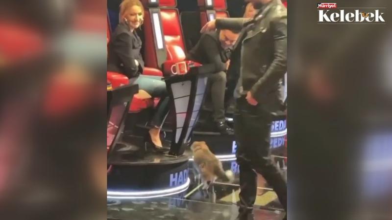 'O Ses Türkiye' stüdyosuna giren kedi Hadise’yi seçti