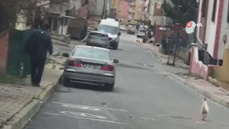Horozun kendisine taş atan postacıdan intikam aldığı anlar kamerada