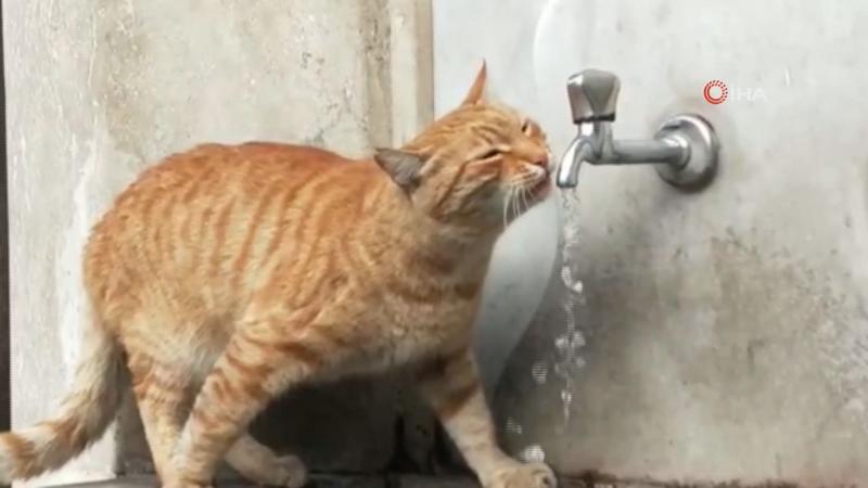 Çeşmeden su içen kedi ilgi odağı oldu