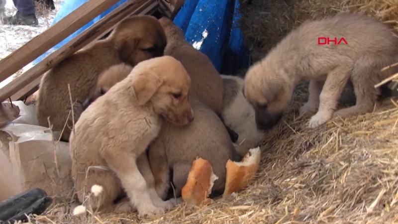 Ölüme terk edilen köpeklere belediye sahip çıktı