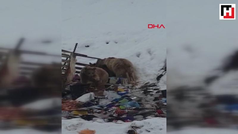 Hakkari'de ayı ve yavruları çöplükte yiyecek ararken görüntülendi