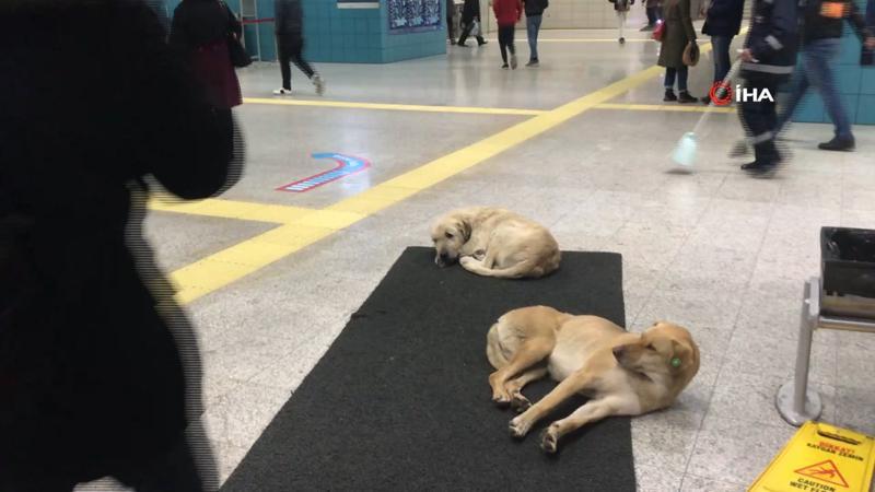 Köpekler ısınmak için Marmaray’a sığındı