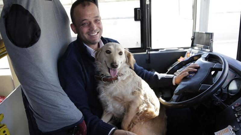 Üşüyüp otobüse binen köpek yolcularla şehir turu attı