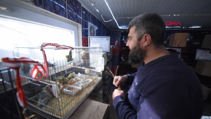 Evinde yüzlerce muhabbet kuşu besliyor