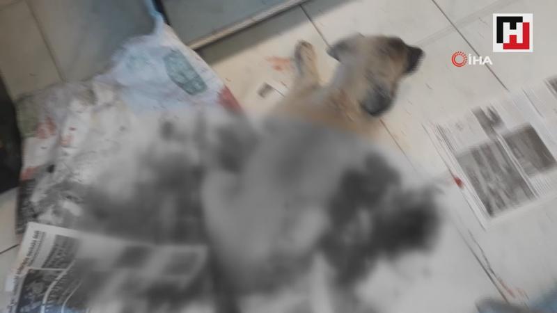 Sürücü, yaralı köpeği veterinere getirip sahiplendi