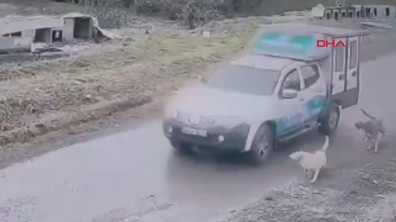 Köpeği ezen belediye çalışanı işten çıkarıldı