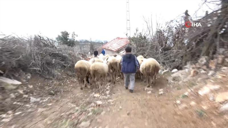 Boyundan büyük koyunlara çobanlık yapıyor