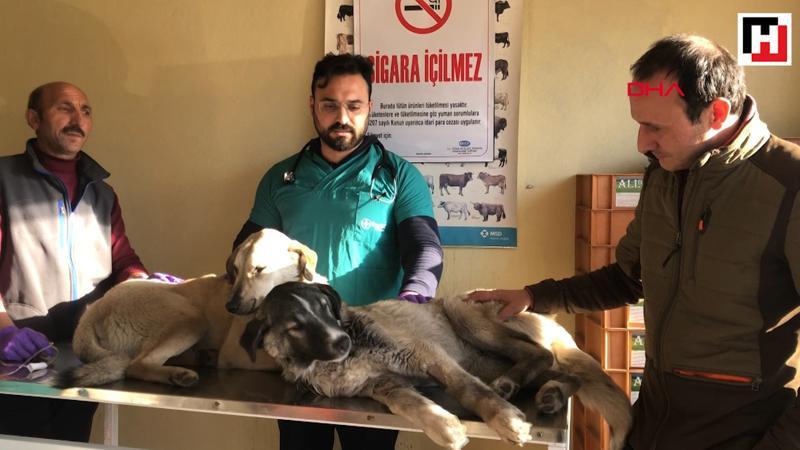Kendini sokak köpeklerine adadı