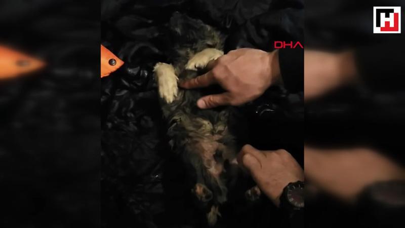 Soğuktan donan köpeği kalp masajı ile hayata döndürdü