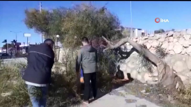 Adana'da fırtına ağaçları kökünden söktü