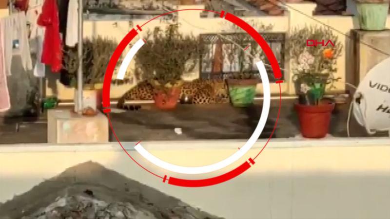 Çatıda uyuyan leopar paniğe neden oldu