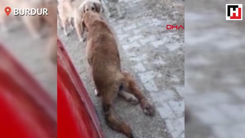 Çöpte bulunan felçli köpek sahiplendirildi
