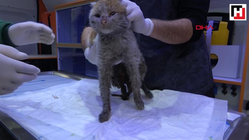 Depremzede kedi, Antalya'da tedavi altına alındı