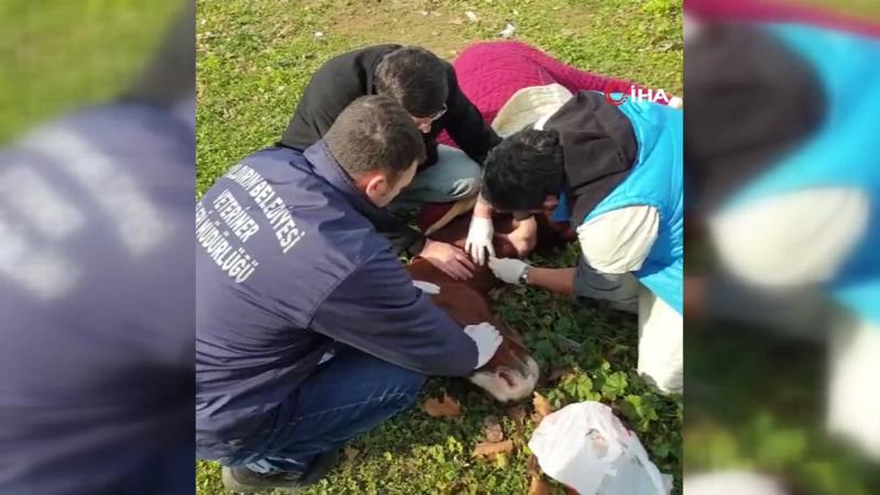 Aç bırakıp ölüme terk ettiler