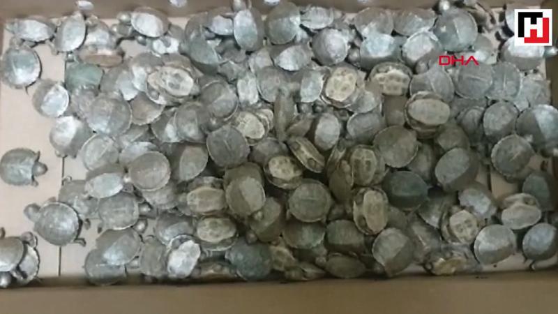 4 bin 560 su kaplumbağası ele geçirildi