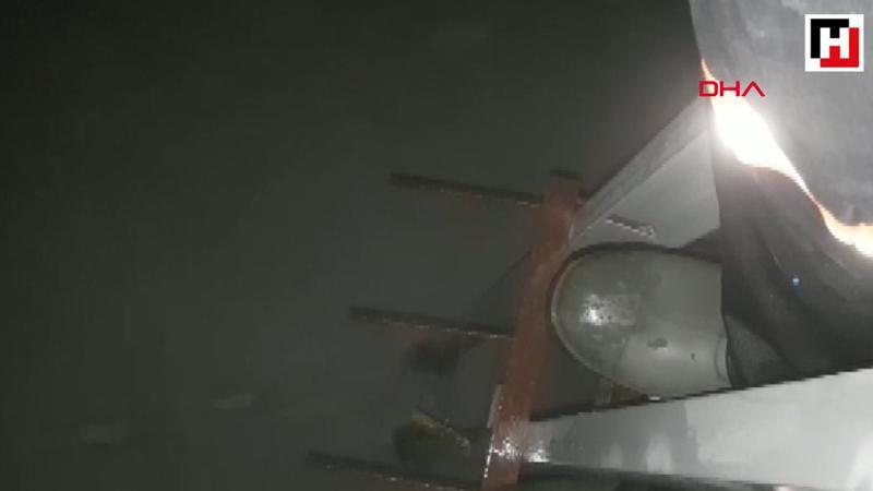 Çakallar kovaladı, elektrik direğine çıkıp yardım bekledi