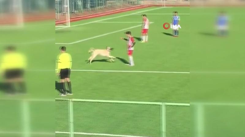 Maç sırasında sahaya giren köpek renkli görüntüler oluşturdu