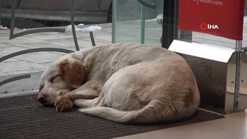 Üşüyen köpek mağazanın sıcak kliması altında uyuya kaldı