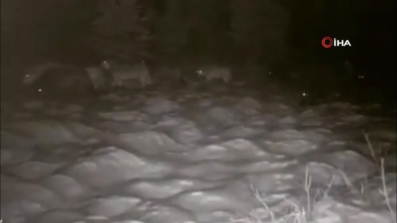 Aç kalan kurtlar köye indi