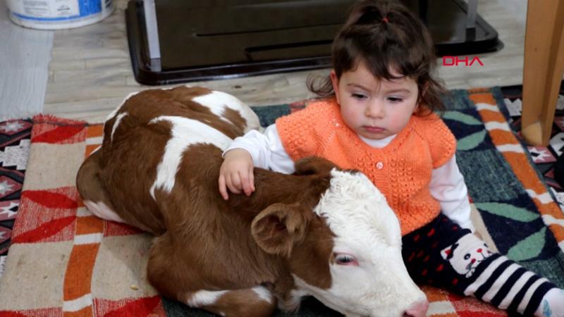 Yeni doğan buzağı Duru'nun oyun arkadaşı oldu
