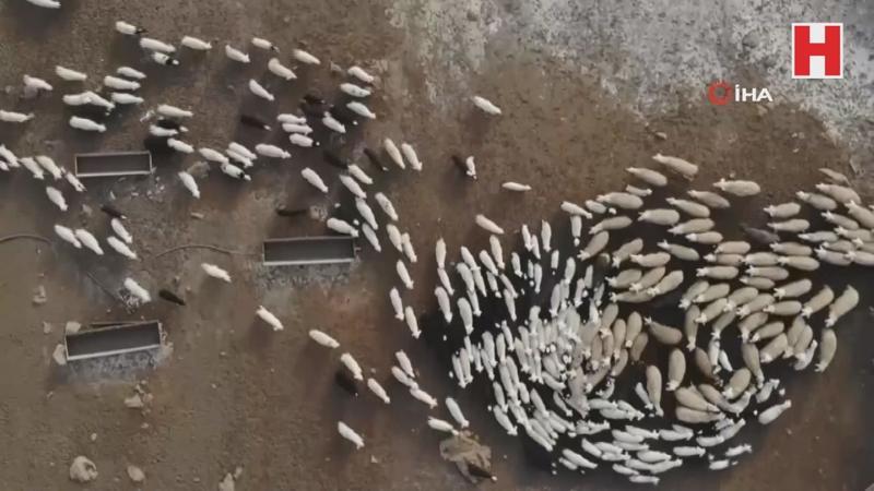 Kuzuların anneleriyle muhteşem buluşması böyle görüntülendi