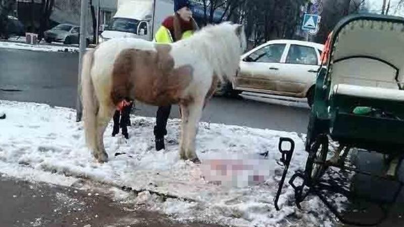 Rusya'da at ile otomobil çarpıştı