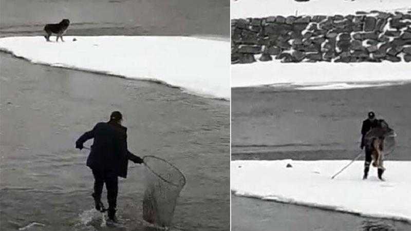 Buz kütlesinde mahsur kalan kurt köpeği için seferber oldular