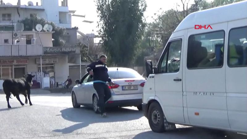 TIR'dan kaçan angus, ilçeyi birbirine kattı