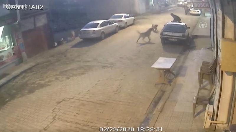 Sokak köpeklerinin saldırısından park halindeki aracın üzerine çıkarak kurtuldu