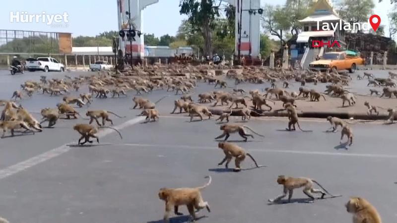 Tayland'da koronavirüs yüzünden boşalan sokakları maymunlar bastı