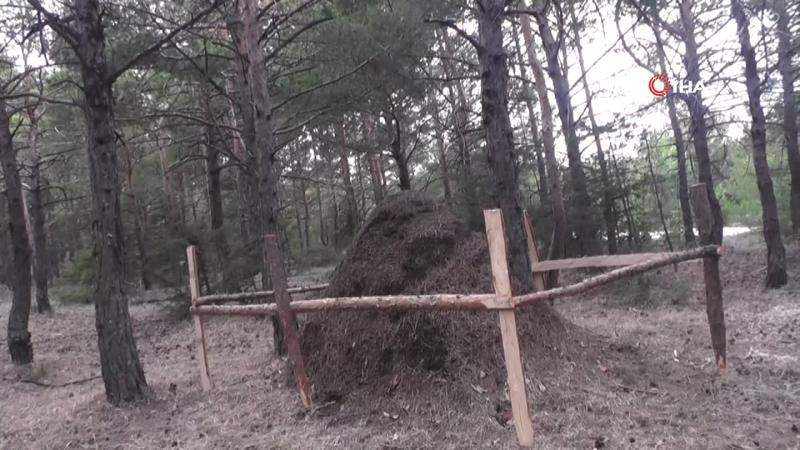 İnsan boyundaki karınca öbeği koruma altına alındı