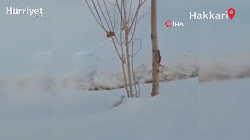 Yüksekova’da beyaz gelincik görüntülendi