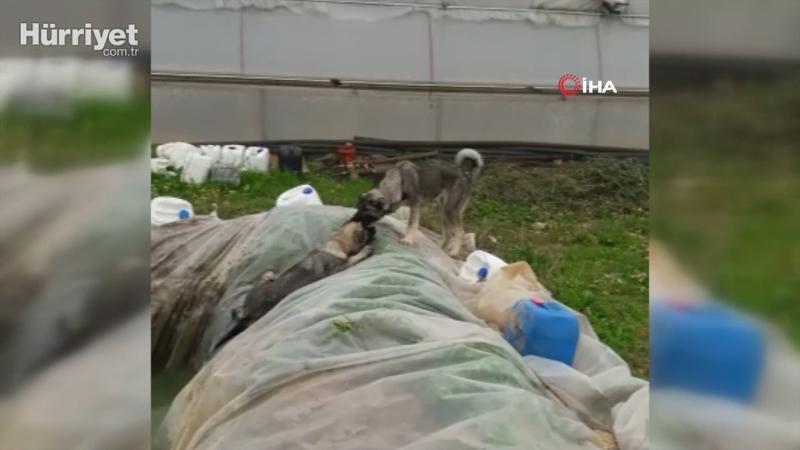 Havuza düşen kangal köpeğini, kardeşi kurtardı