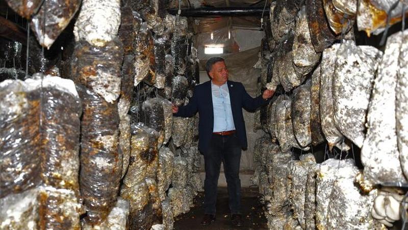 Evinin bahçesindeki depoda aylık 350 kilo mantar üretiyor