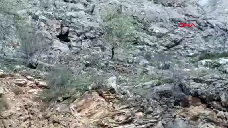 İlçeye inen dağ keçilerini görüntüledi, sözleriyle izleyenleri gülümsetti