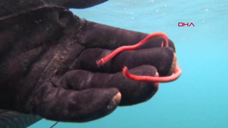 Rekortmen dalgıç, 15 santimlik deniz solucanını görüntüledi