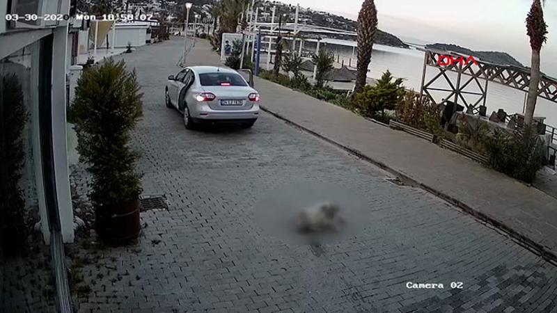 Köpeğe çarpıp kaçan sürücü güvenlik kamerasında