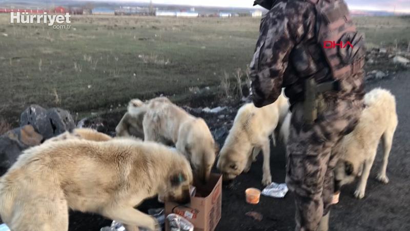 Polisler yiyeceklerini sokak köpekleri ile paylaştı